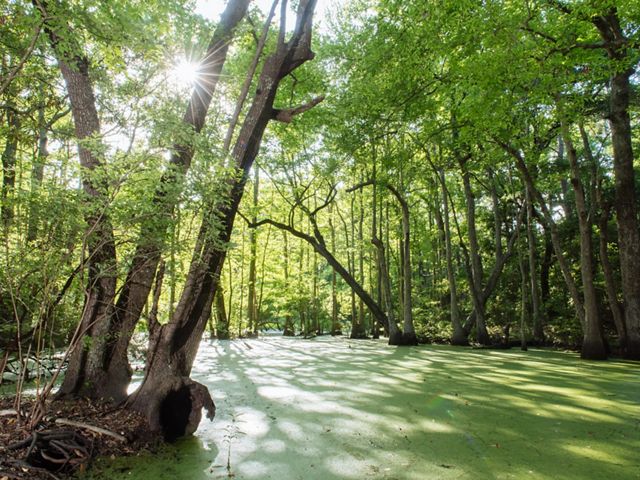 Nags Head Woods Preserve