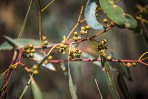 A close up of eucalyptus leaves and buds.