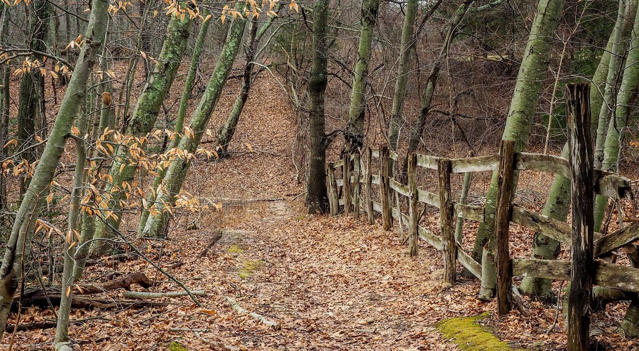 A wooden fence runs through a forest in autumn with fallen dead leaves covering the ground.