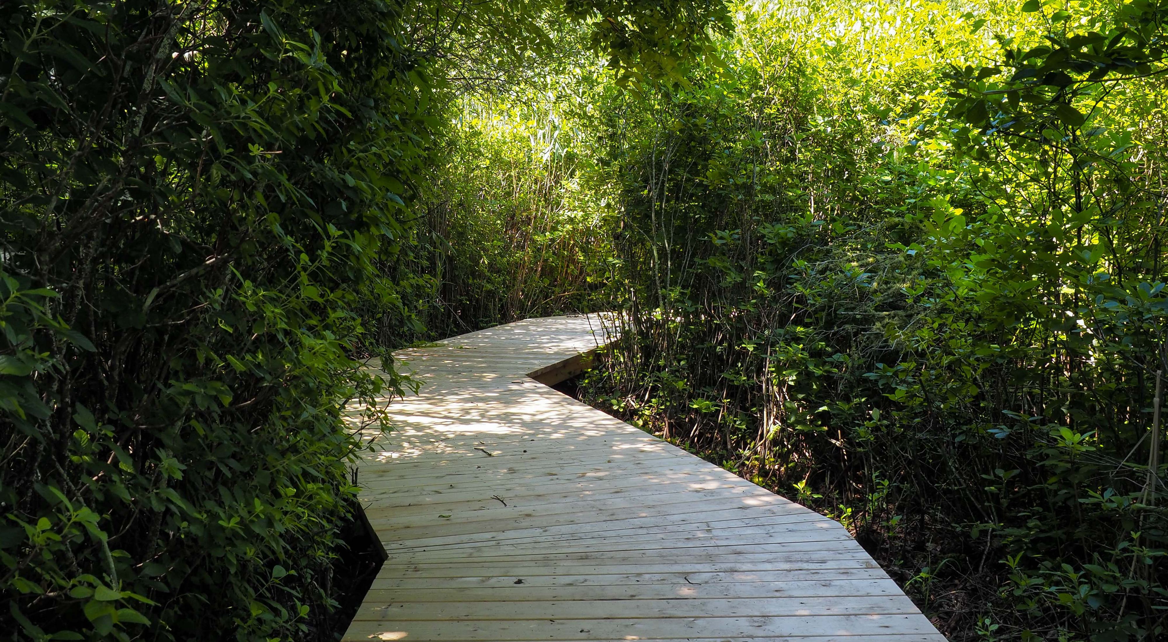 A boardwalk runs through a densely wooded area.