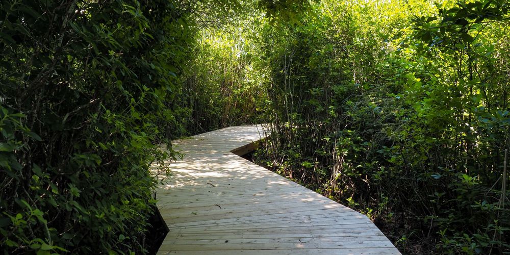 The boardwalk at Sagg Swamp Preserve