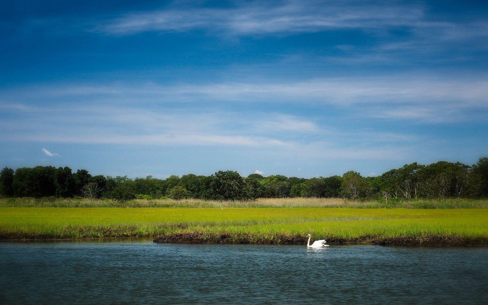A white swan swimming in the water with salt marsh and trees in the background under a blue sky.