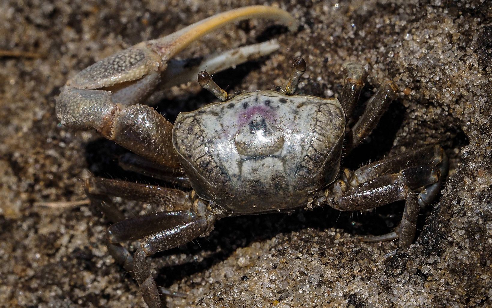 Closeup of a fiddler crab in sand.
