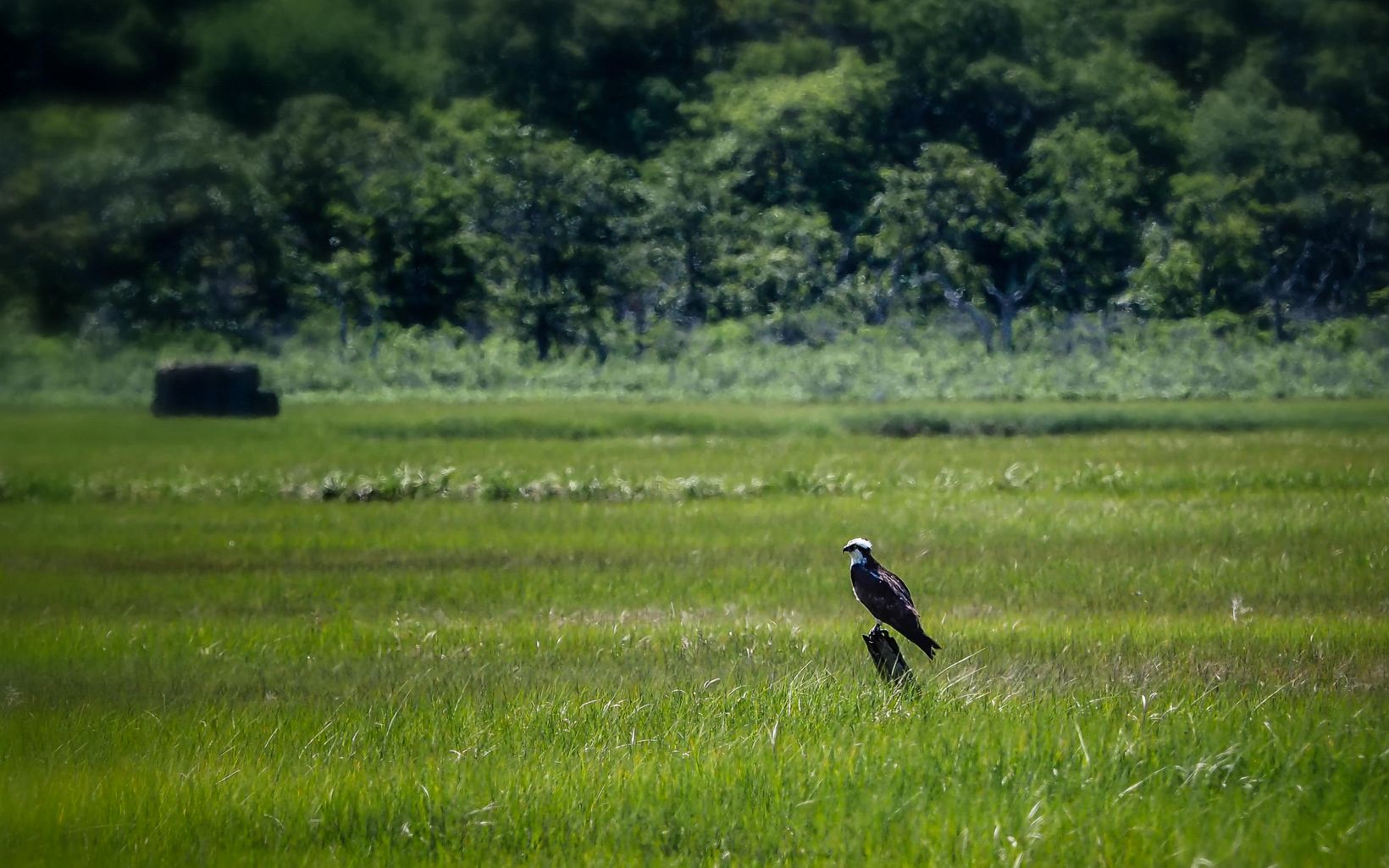 Shared Home Scallop Pond Preserve is an important habitat for birds year round—144 different bird species have been recorded here. © A. Graziano Photography