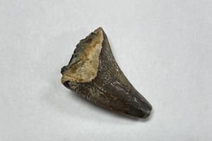 A dark gray tooth-shaped fossil is photographed against a white background.