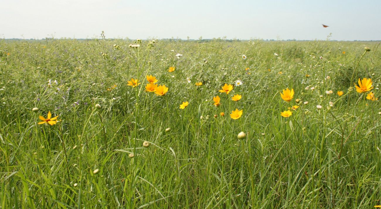 Green grass with yellow and white wildflowers.
