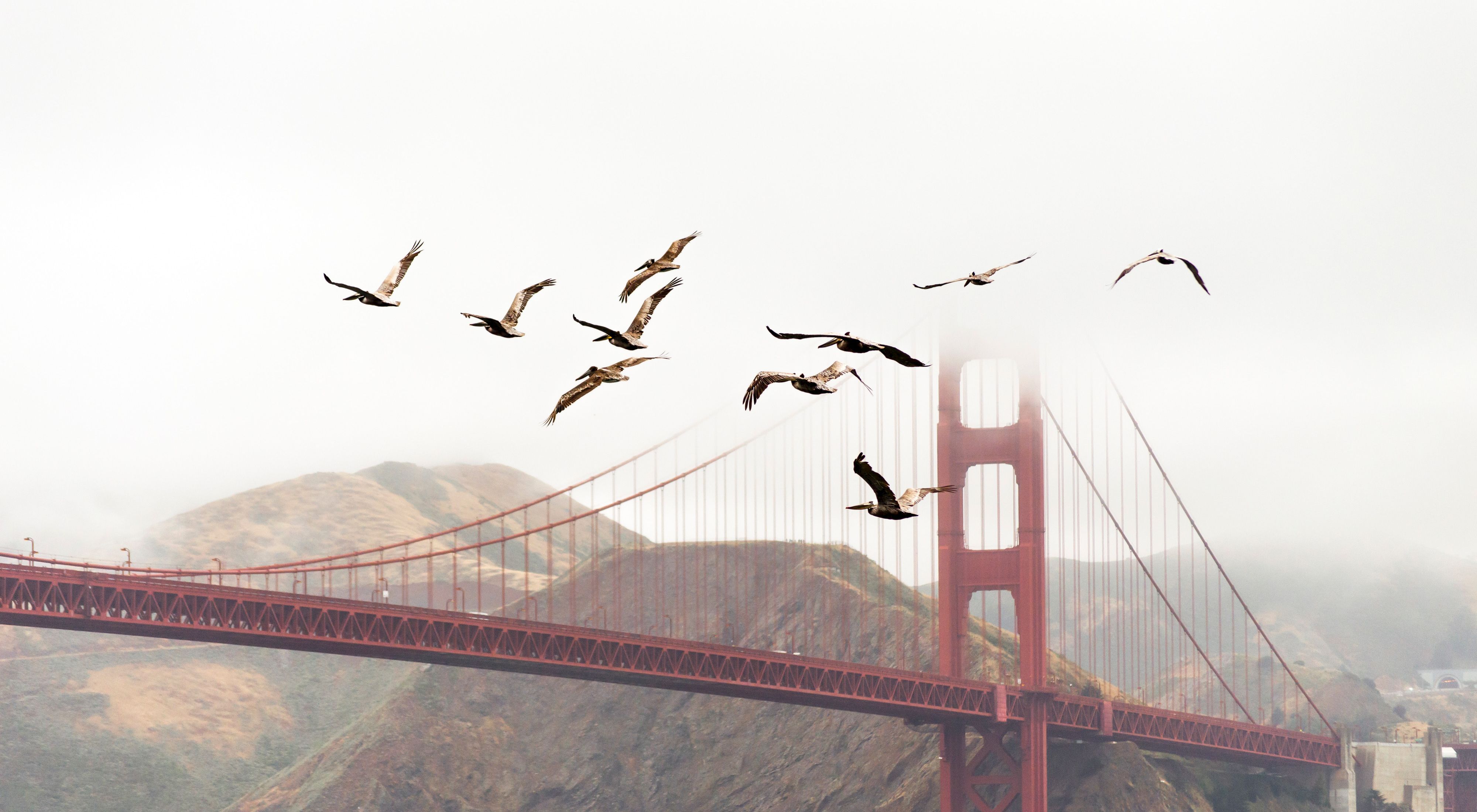 Birds fly past the Golden Gate Bridge