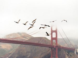Birds flying past the Golden Gate Bridge.