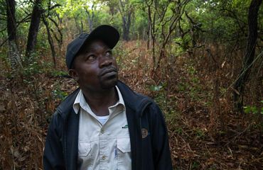 A man standing in the middle of a thick forest looks up into the trees.