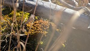 A close up image of sphagnum moss growing in a peatland in North Carolina.