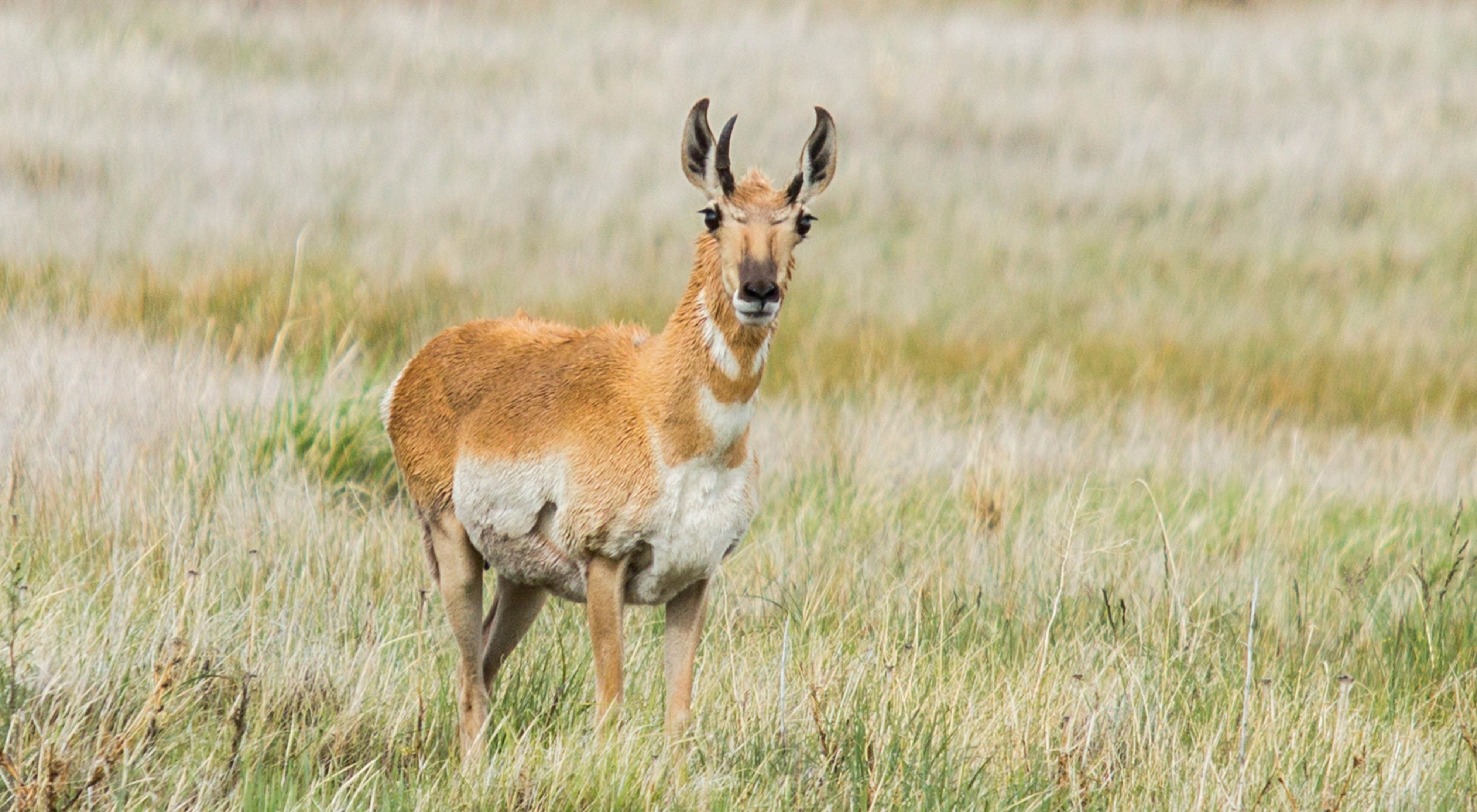 Pronghorn antelope facing the camera surrounded by tall grasses in a field.