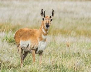 Closeup of a pronghorn antelope.