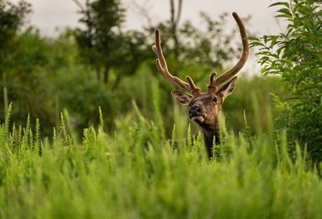 A bull elk in velvet.