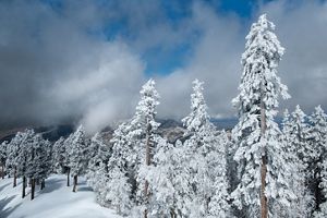 A Landscape in the winter time with tall trees covered in snow and low clouds in the distance.