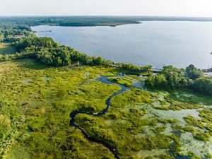 aerial view of a bright green wetland on the edge of a large pond.