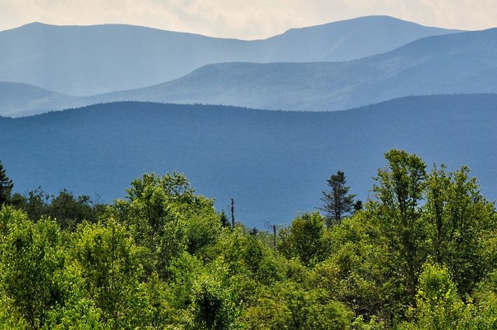 Green tree tops climb toward the sky with blue mountains in the background.