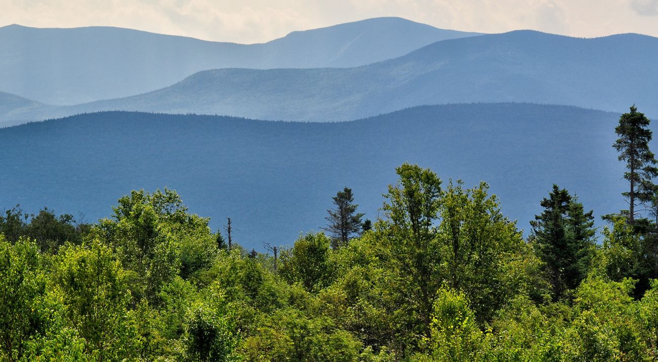 Bright green treetops in the foreground with rolling blue mountains of the Appalachians in the background