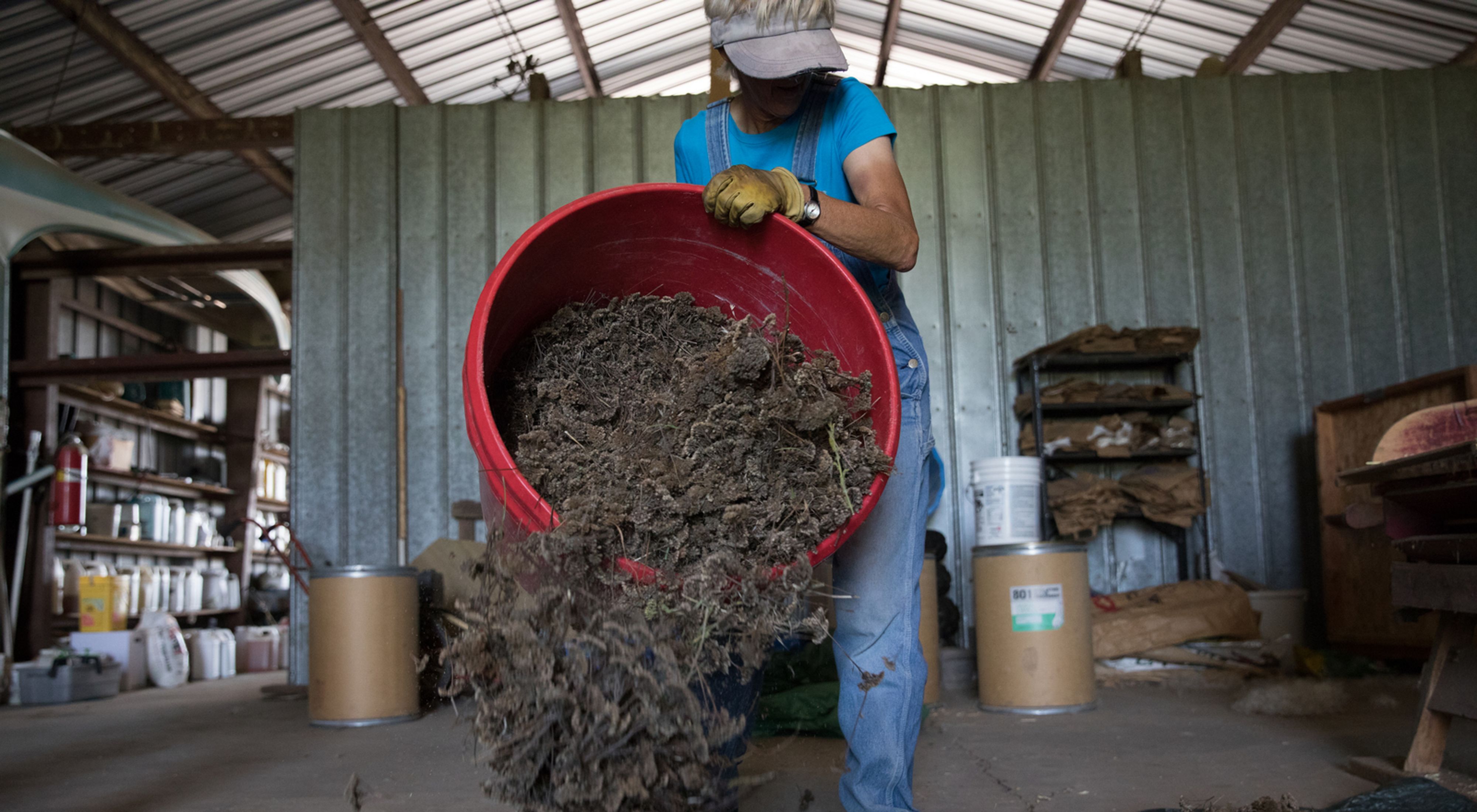 A volunteer works in a storage barn to spread harvested yarrow from a large red bucket.