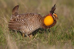 An Attwater's prairie chicken stands in tall green prairie grass with brown and white mottled feathers, a bright orange air sac on its neck, and a pointed feathered crown.