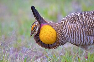 A closeup of a male Attwater's prairie chicken with its feathered crown pointing upright and its round, bright orange air sac on its neck.