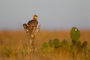 An Attwater's prairie chicken sits on a branch against a sea of orange and brown tallgrass and prickly pear cactus.