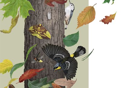 An illustration shows birds, insects and leaves swirling around a tree trunk.