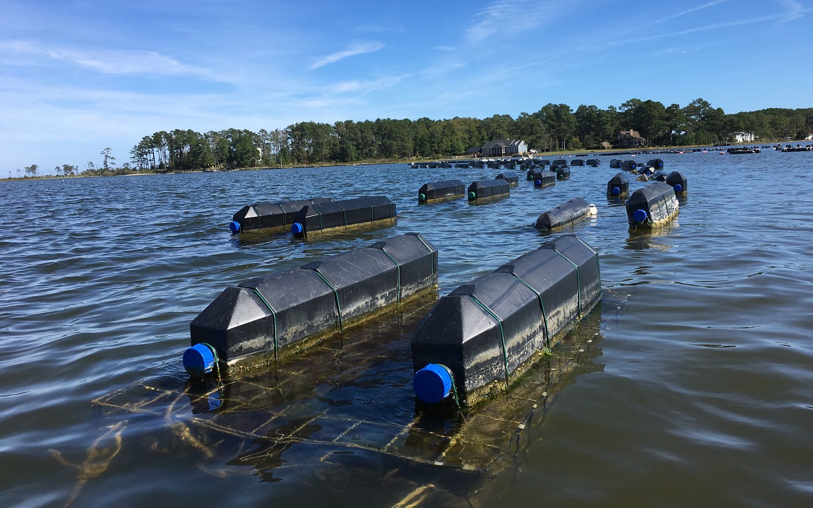 Floating Cages White Stone Oyster Company uses a floating cage system to grow their oysters. Each cage holds six mesh bags of oysters.  © TNC
