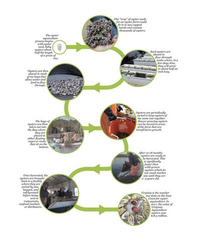A graphic that uses multiple images to illustrate the timeline of oyster aquaculture.
