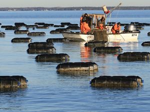 Four men wearing orange waders pull large, square oyster cages out of the water into a small boat. 