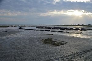 Oyster cages sit in rows and arcs along the shoreline at low tide at a farm in Duxbury.