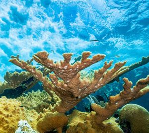 An underwater view of a coral reef.