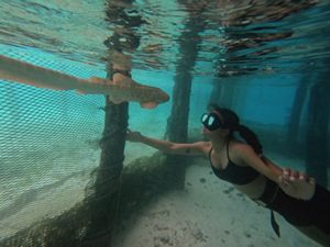 A person snorkels underwater and looks at a fish.