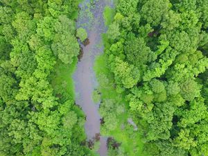An aerial view looking down at a stream running through dense green forest.