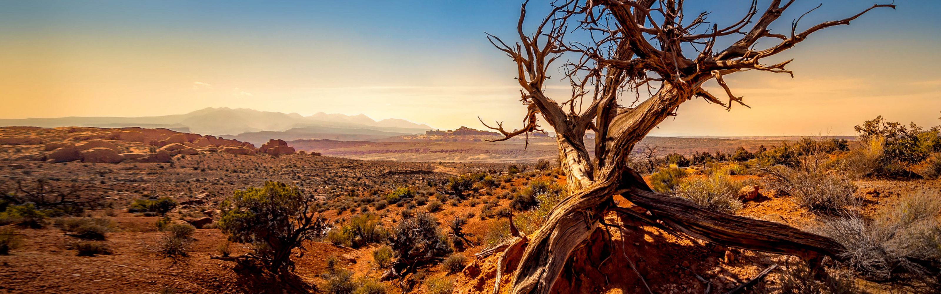 View looking across a vast arid landscape under an orange setting sun; a short dead tree stands in the foreground.