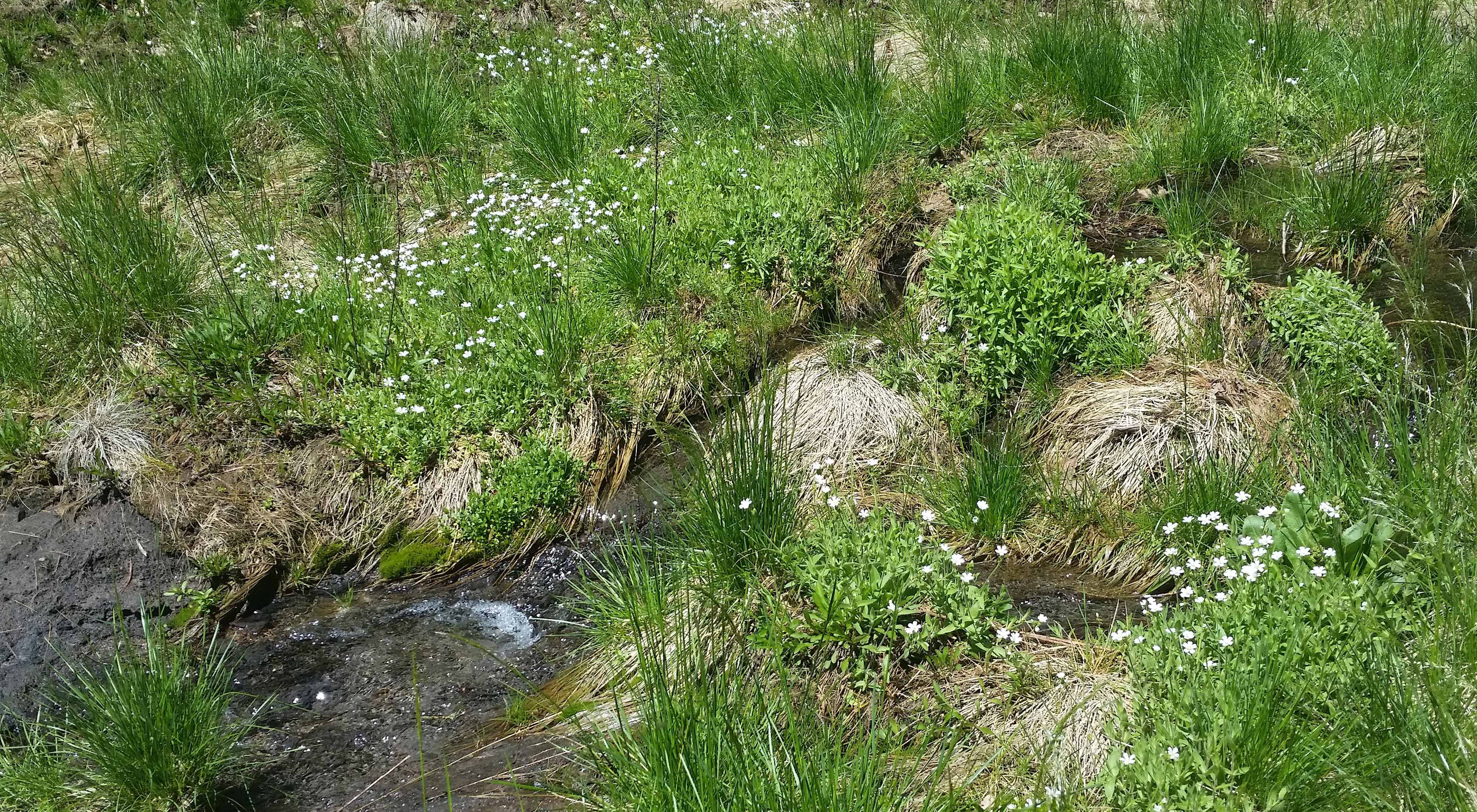 Chickweed and brook at Arctic Meadows.