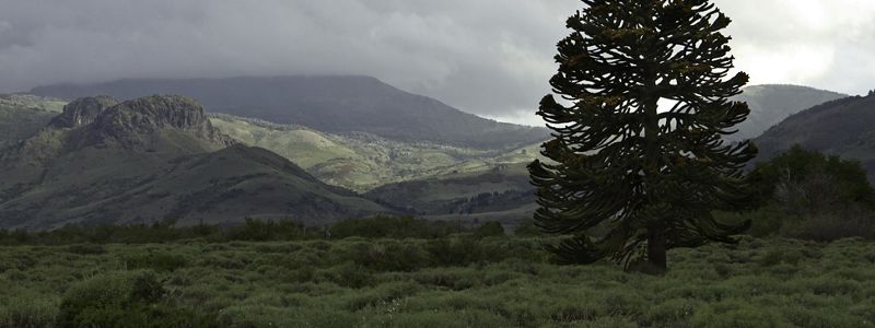 Parque Nacional Lanín along the Chilean border in Argentina’s Neuquen Province