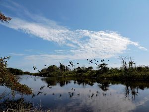 Birds flying over a wetland.