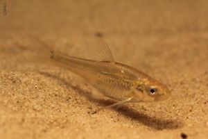 The Arkansas River Shiner, a shimmery, semi-translucent fish, swims in the waters of the Canadian River