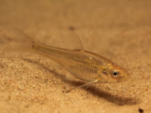 A small brown fish swimming over a sandy substrate.