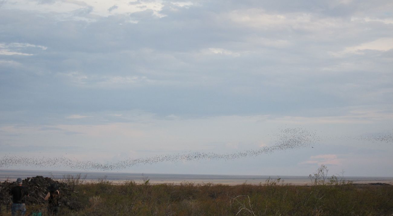 Bats fly from the Jornada Bat Caves