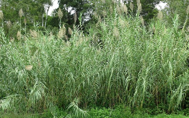 Densely packed tall grassy plants with large tassel-like flowers.