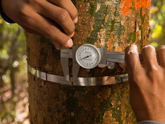 measuring growth of tree trunk and carbon storage with metal ring scale and calipers