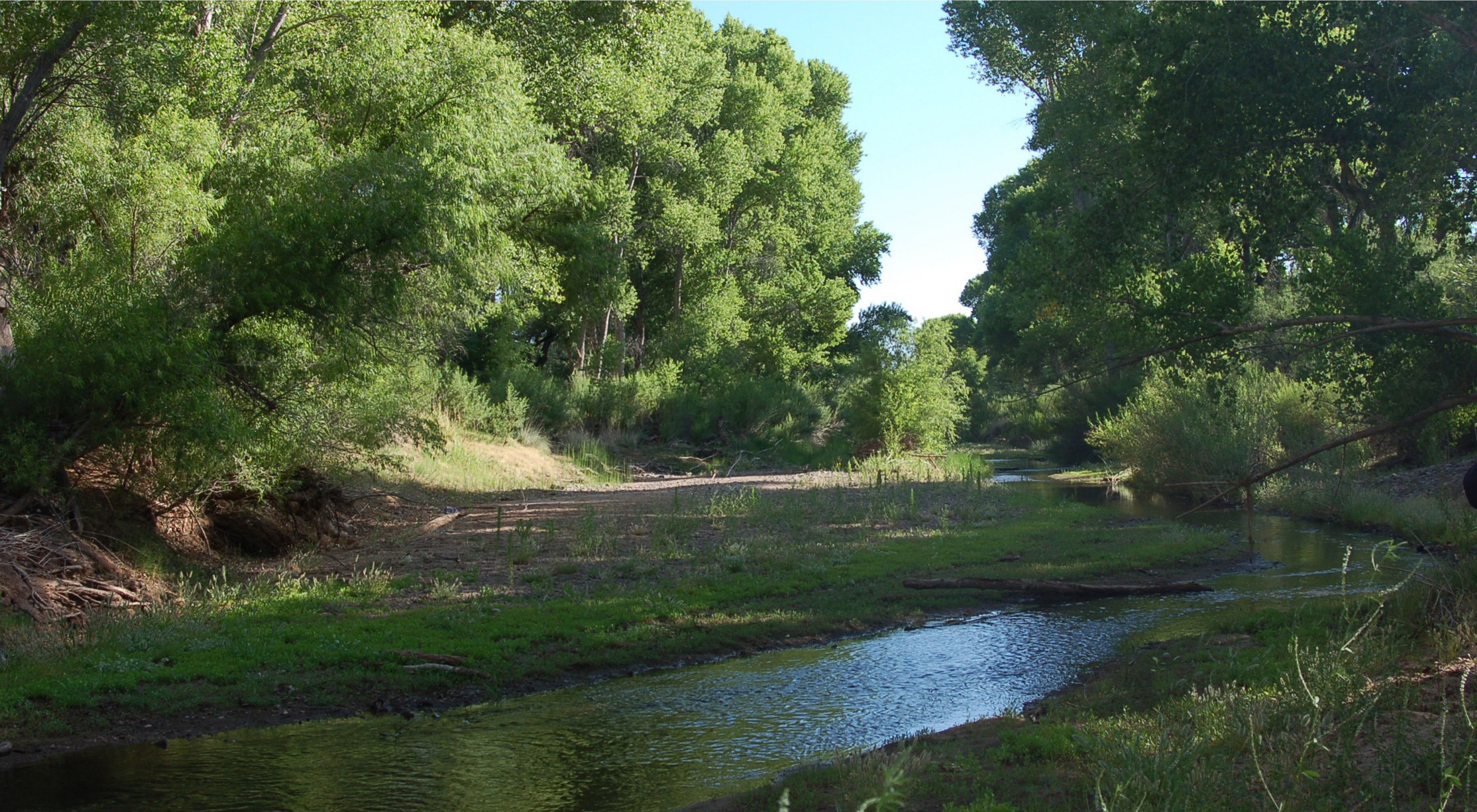 an image of the San Pedro River surrounded by green trees along its banks