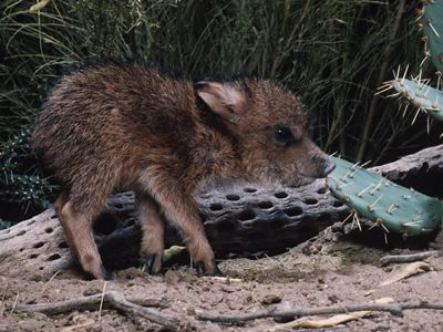 A close-up, profile view of baby javelina in the desert. 