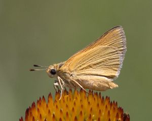 A golden moth rests on a golden flower.