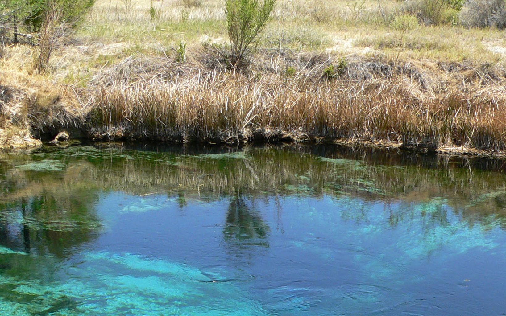 
                
                  Crystal Spring at Ash Meadows  Ash Meadows, a GDE, is a biodiversity hotspot, supporting more than 30 plants and animals that don't exist anywhere else in the United States. 
                  © Stan Shebs
                
              