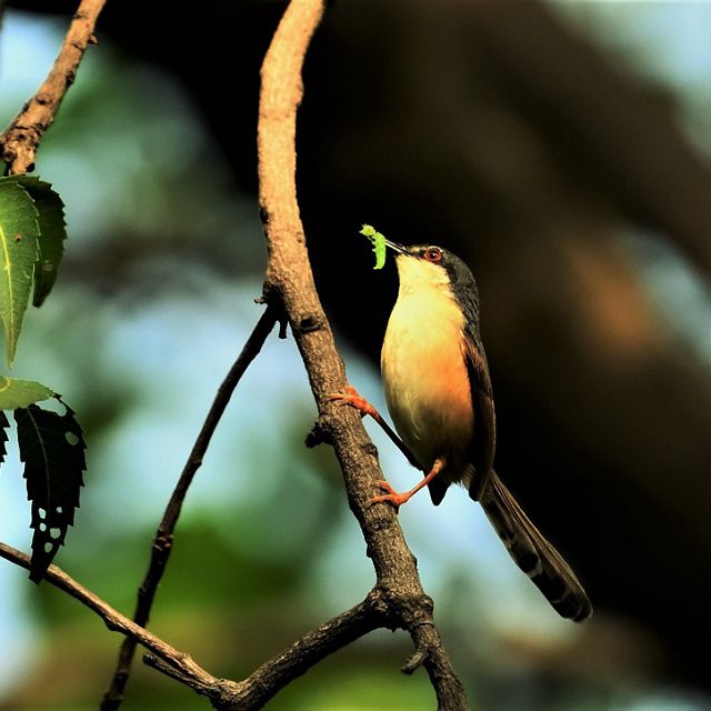 An Ashy Prinia enjoys its breakfast. Madhya Pradesh, India. Honorable Mention in the 2019 Staff Photo Contest.