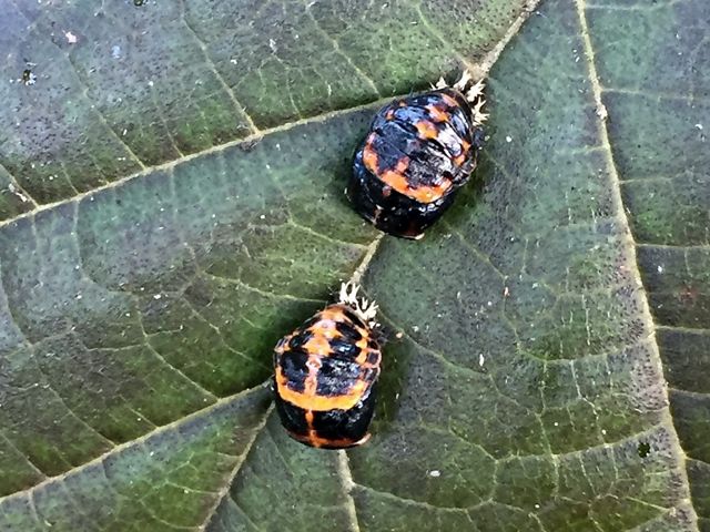 Two beetles sit on a dark green leaf. The insects have a black body with a reddish cream marking on the back. Two black stripes on their backs resemble wings.