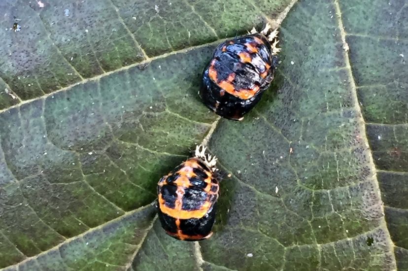 Two beetles sit on a dark green leaf. The insects have a black body with a reddish cream marking on the back. Two black stripes on their backs resemble wings.