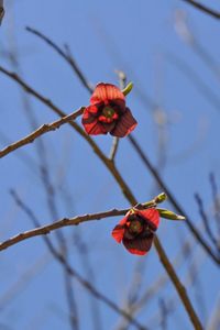 Red flowers emerging from brown branches.